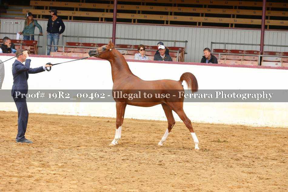 Proof Number 19R2_00462