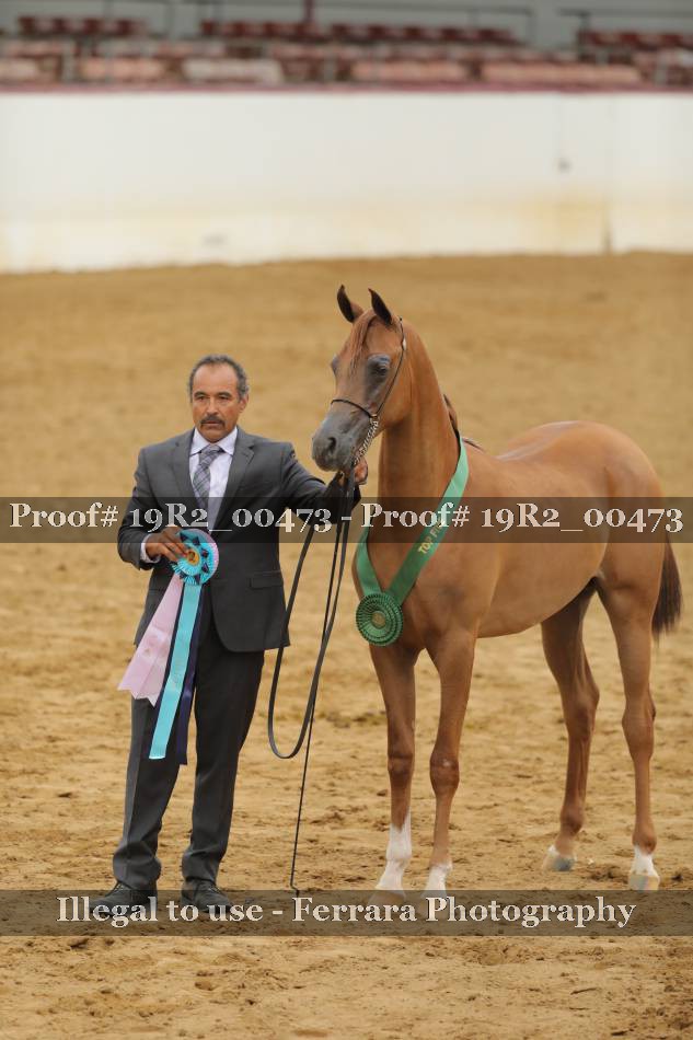 Proof Number 19R2_00473