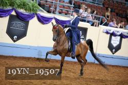 19YN_19507 thumbnail