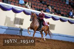 19YN_19510 thumbnail