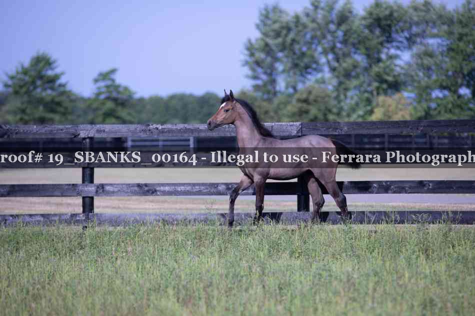 Proof Number 19_SBANKS_00164