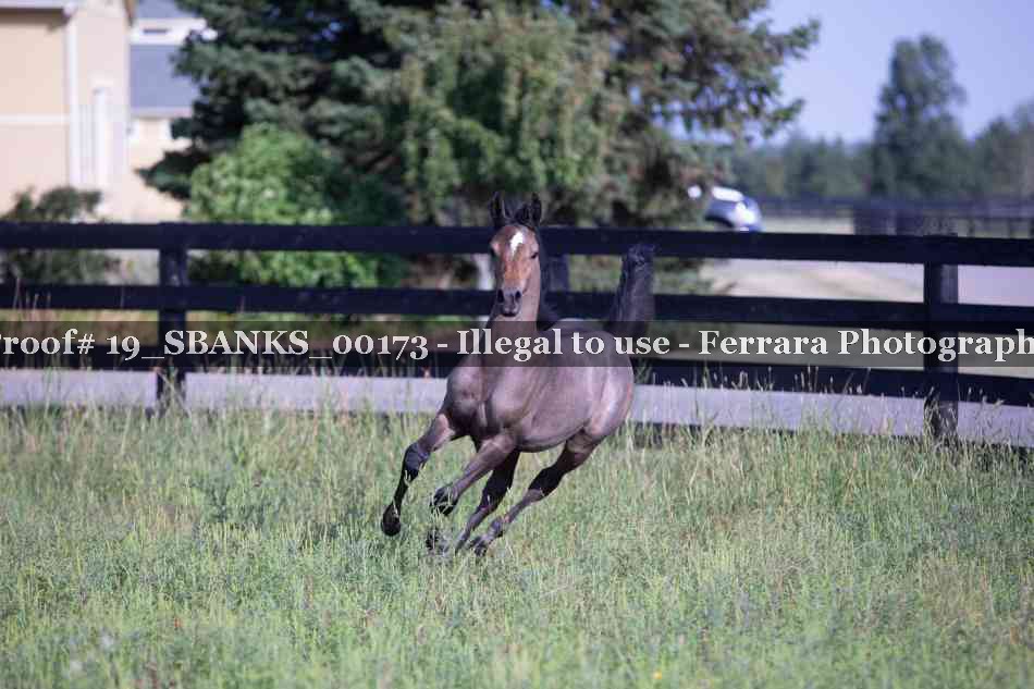 Proof Number 19_SBANKS_00173