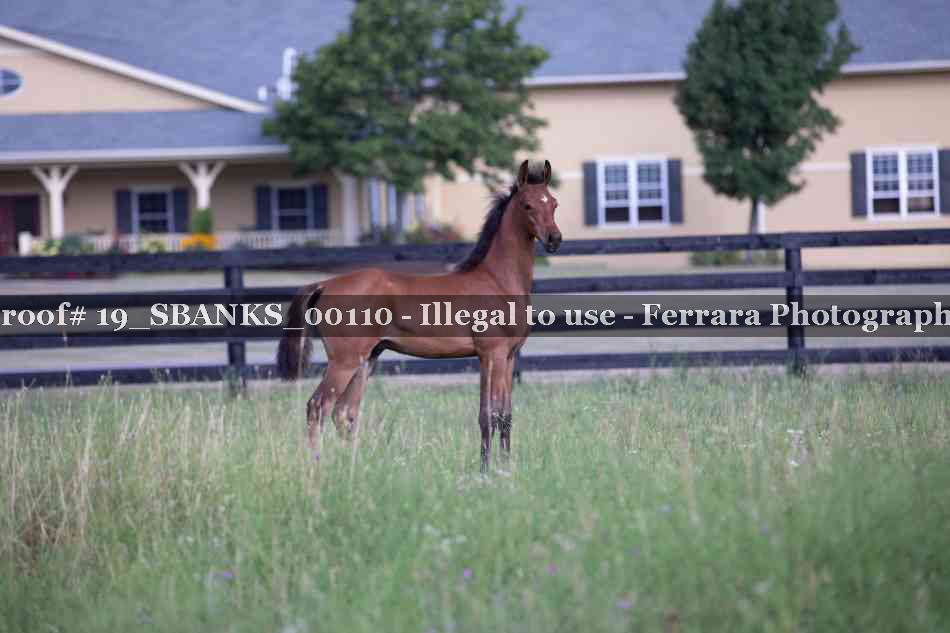 Proof Number 19_SBANKS_00110