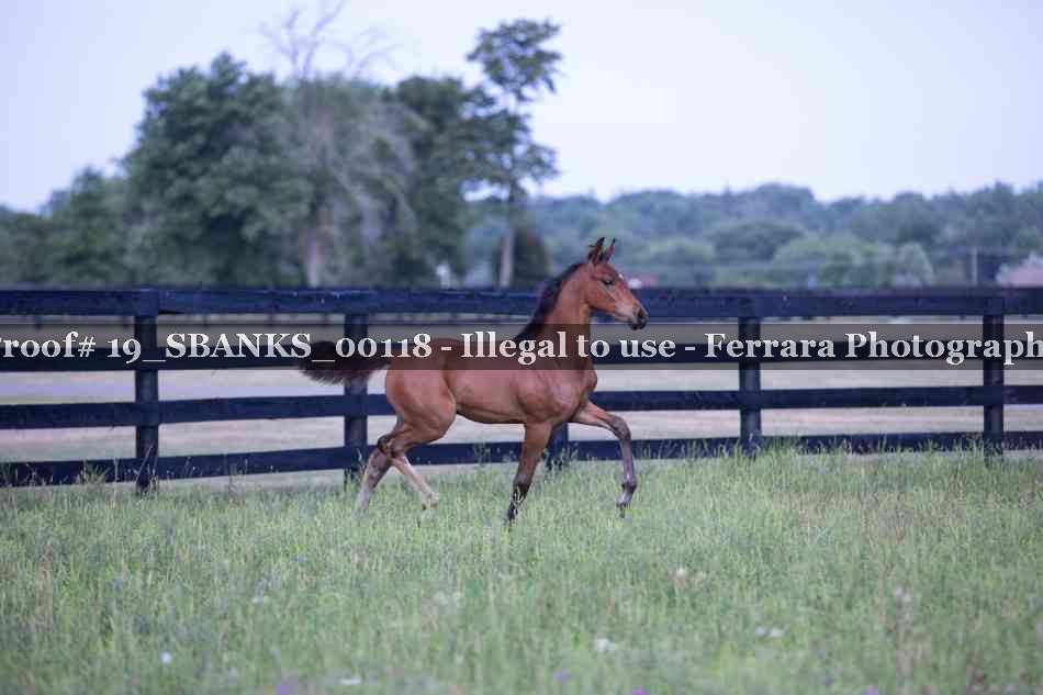 Proof Number 19_SBANKS_00118