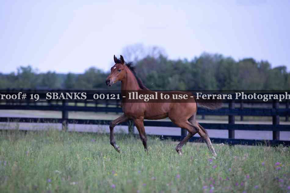 Proof Number 19_SBANKS_00121