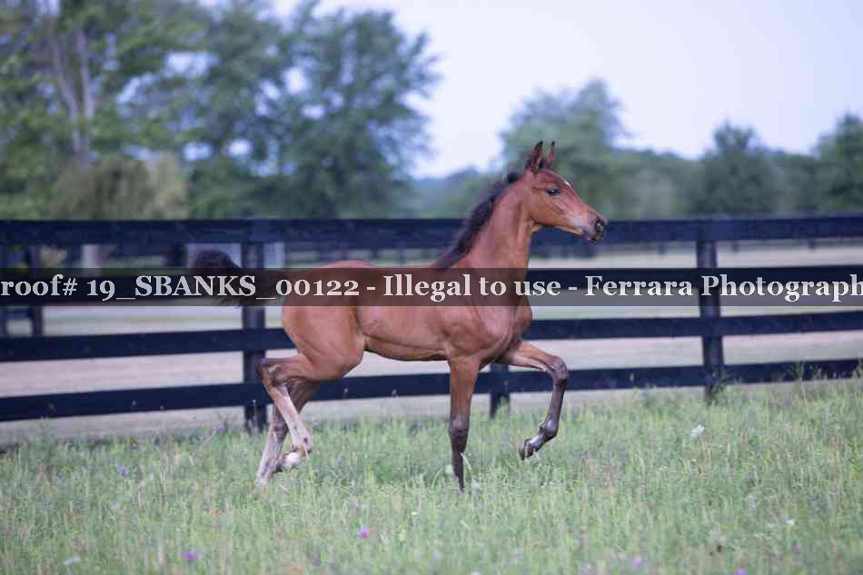 Proof Number 19_SBANKS_00122