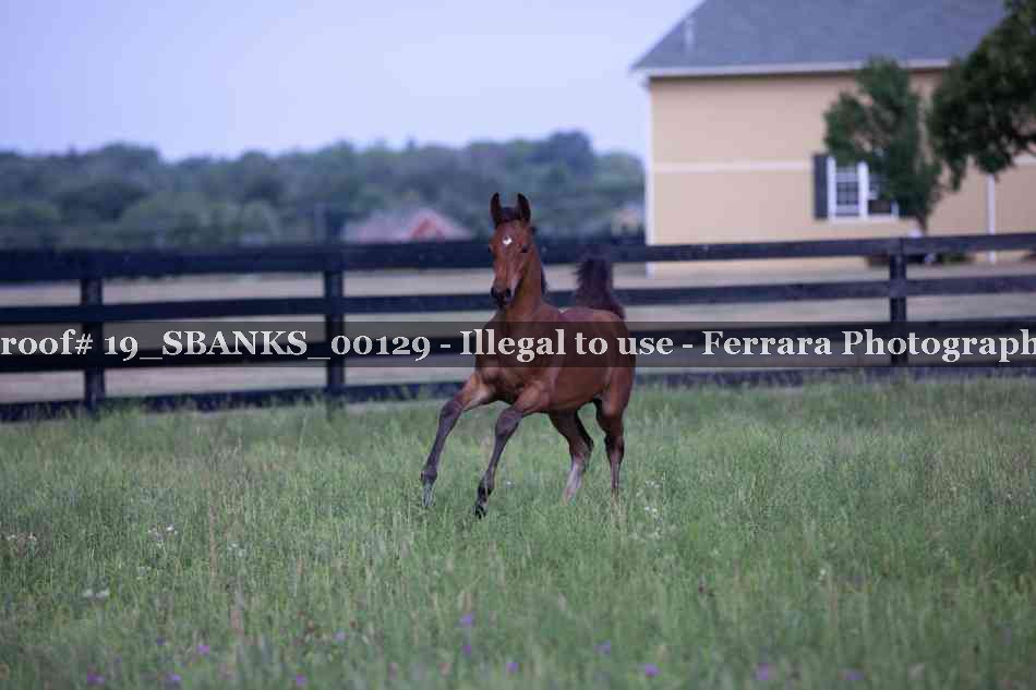 Proof Number 19_SBANKS_00129