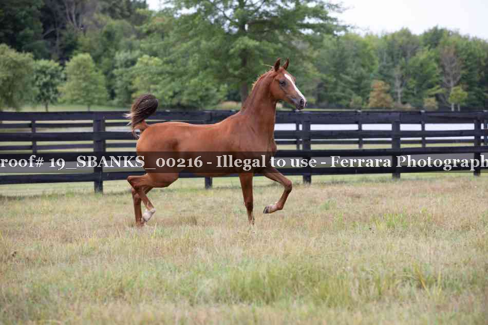 Proof Number 19_SBANKS_00216