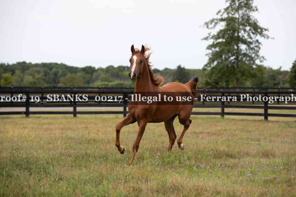Proof Number 19_SBANKS_00217