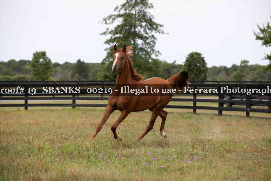 Proof Number 19_SBANKS_00219