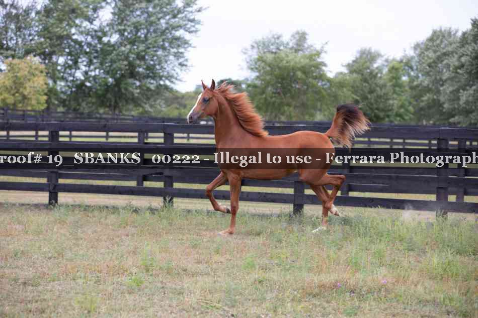 Proof Number 19_SBANKS_00222