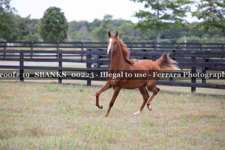 Proof Number 19_SBANKS_00223