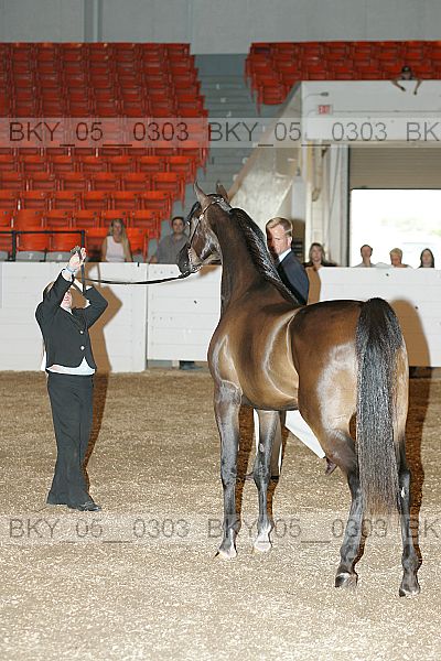 Proof Number bky_05__0303