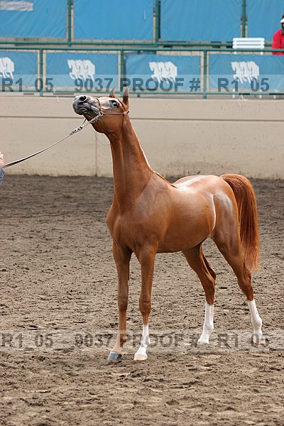 Proof Number r1_05__9037