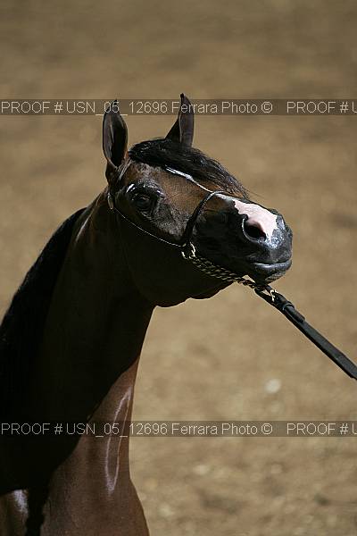 Proof Number usn_05_12696