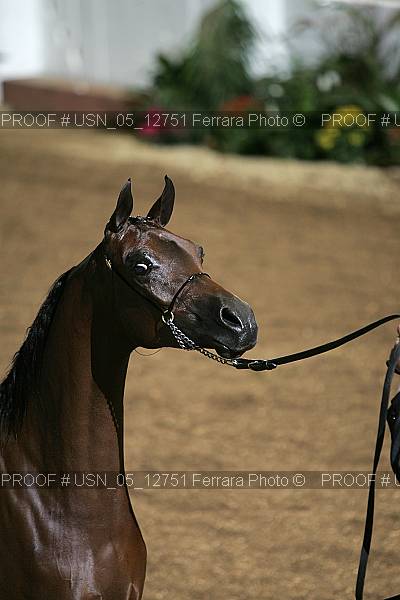 Proof Number usn_05_12751