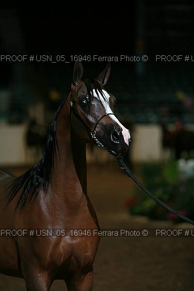 Proof Number usn_05_16946