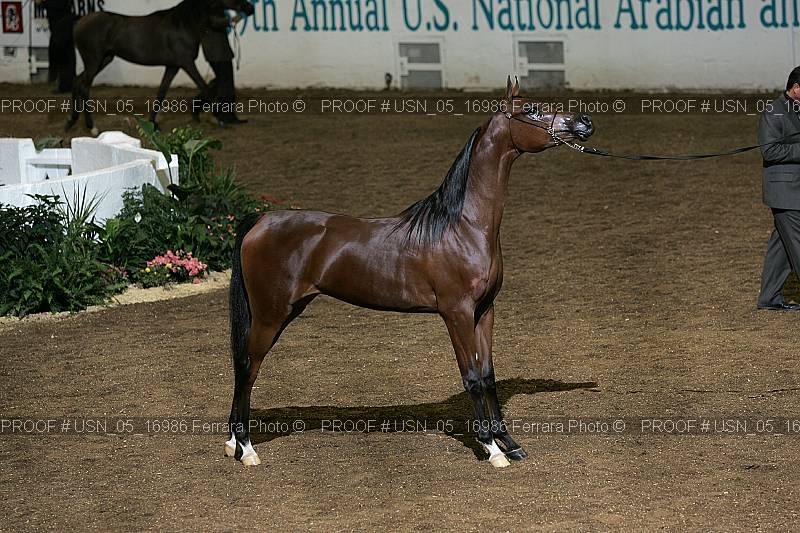 Proof Number usn_05_16986