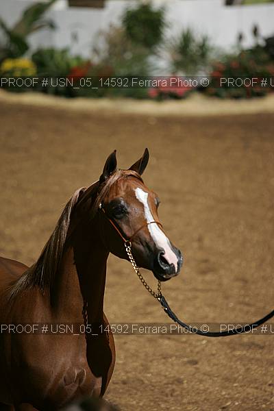 Proof Number usn_05_14592