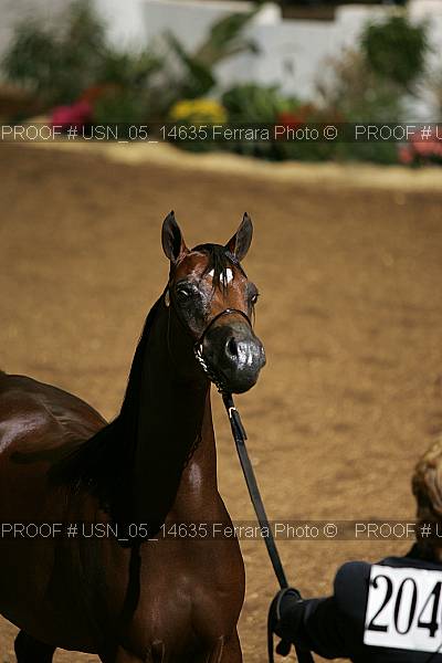 Proof Number usn_05_14635