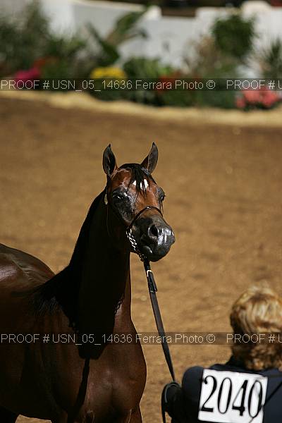 Proof Number usn_05_14636