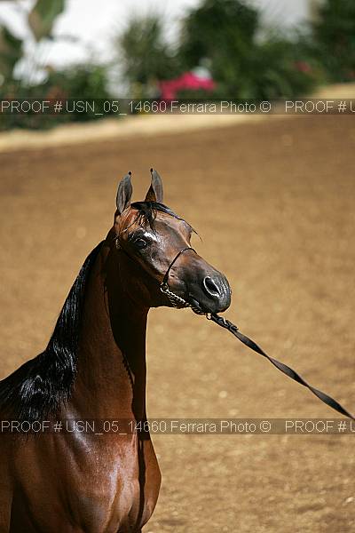 Proof Number usn_05_14660