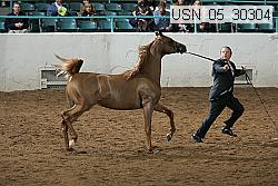 Proof Number usn_05_30304