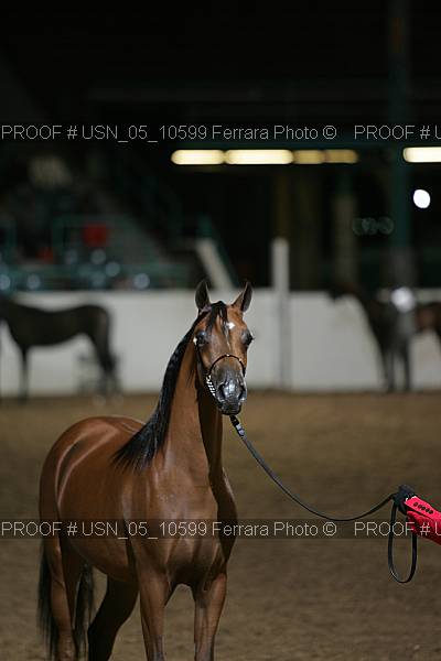 Proof Number usn_05_10599