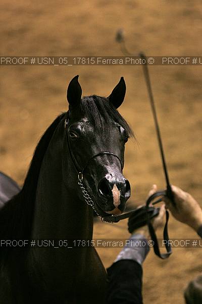 Proof Number usn_05_17815