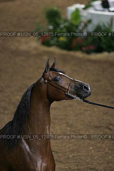 Proof Number usn_05_12975