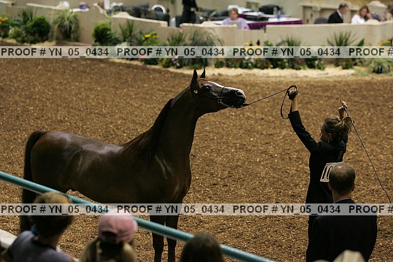 Proof Number yn_05_0434