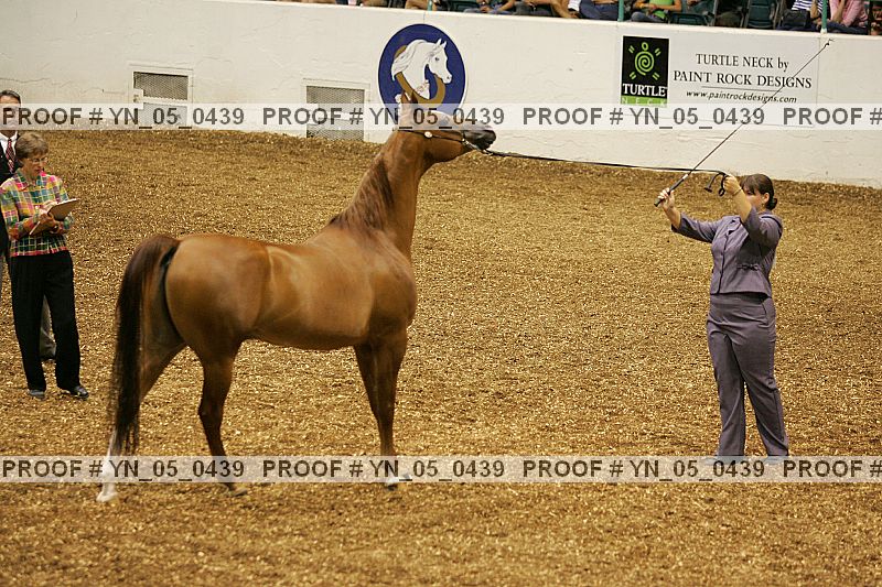 Proof Number yn_05_0439