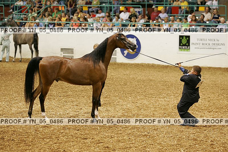 Proof Number yn_05_0486