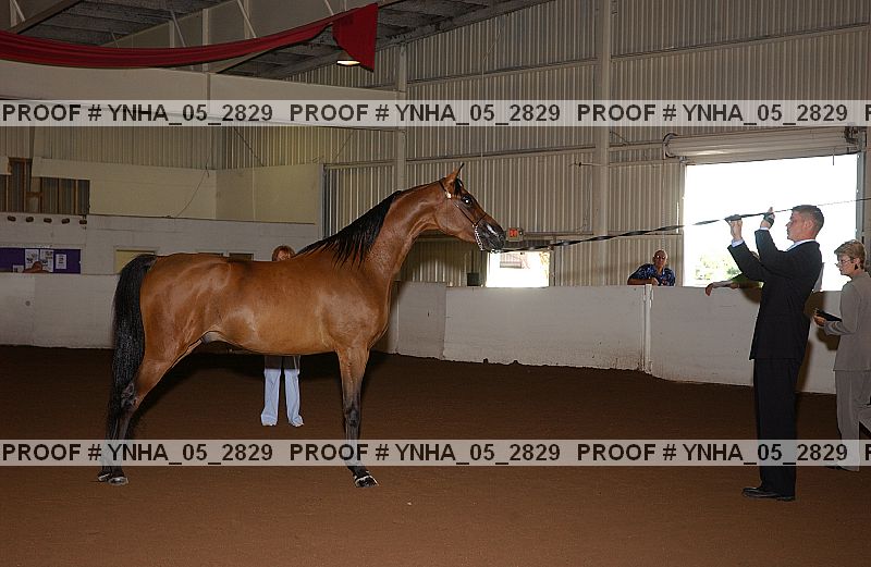 Proof Number ynha_05_2829