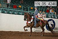 Proof Number yn_05_4246