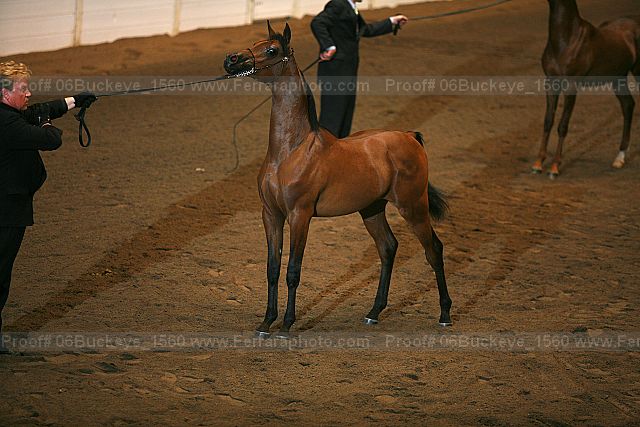 Proof Number 06buckeye_1560