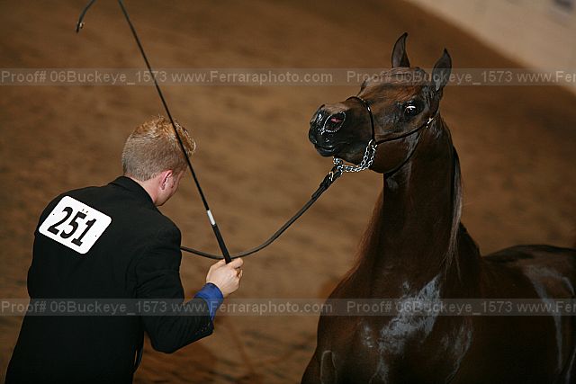 Proof Number 06buckeye_1573