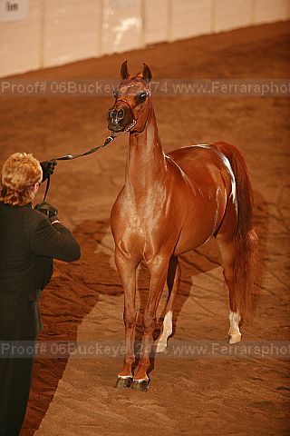 Proof Number 06buckeye_2474
