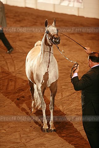 Proof Number 06buckeye_2475