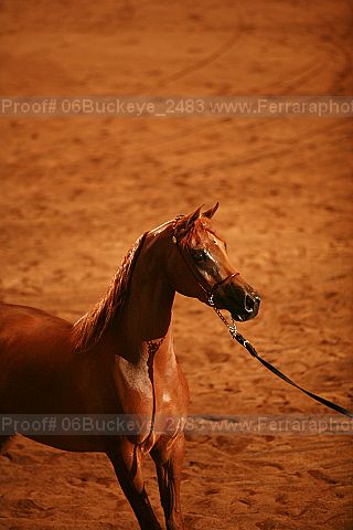 Proof Number 06buckeye_2483