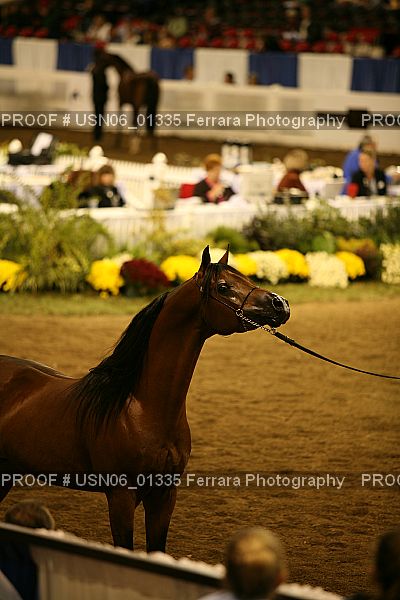 Proof Number USN06_01335