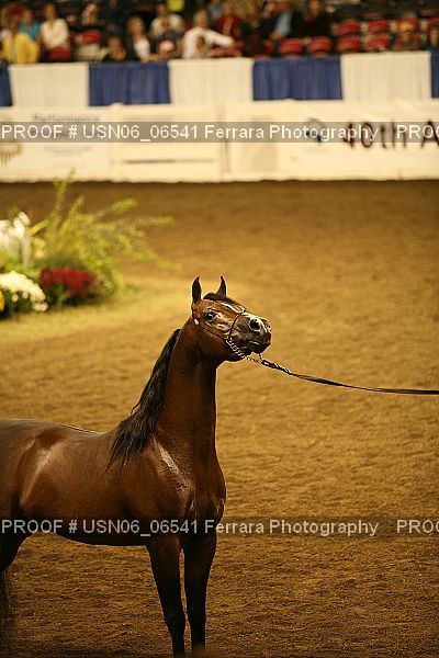 Proof Number USN06_06541