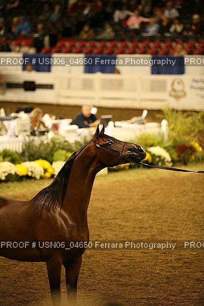 Proof Number USN06_04650