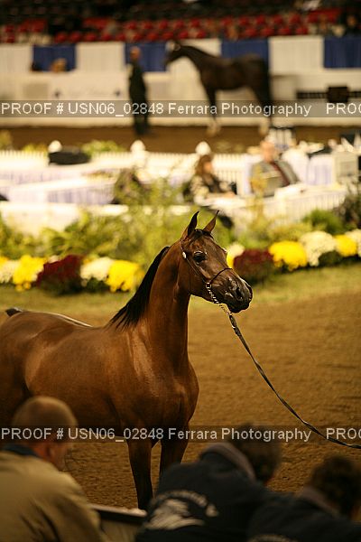 Proof Number USN06_02848