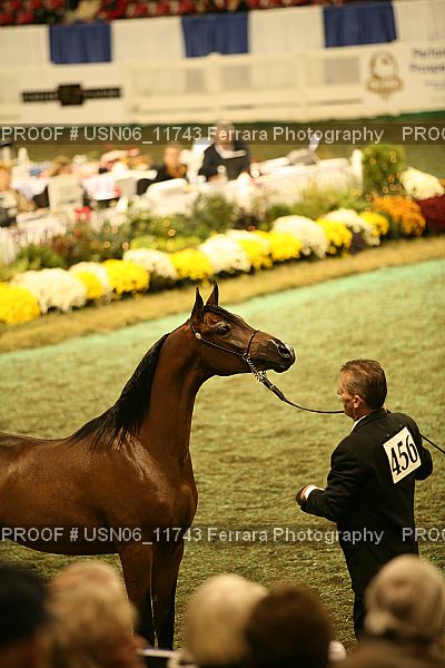 Proof Number USN06_11743