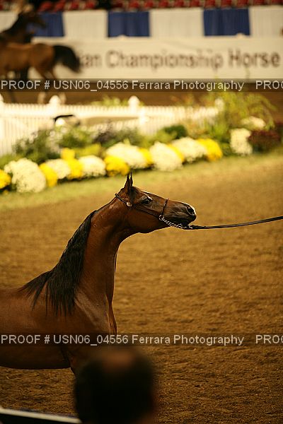 Proof Number USN06_04556