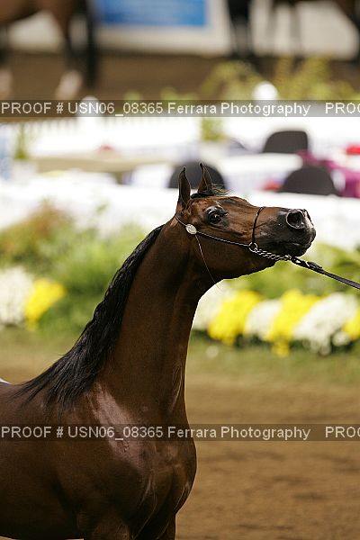 Proof Number USN06_08365