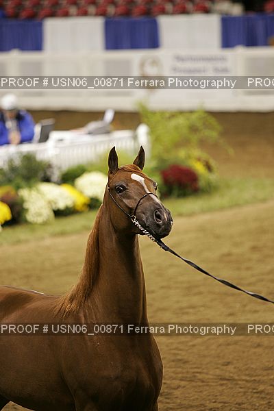 Proof Number USN06_00871