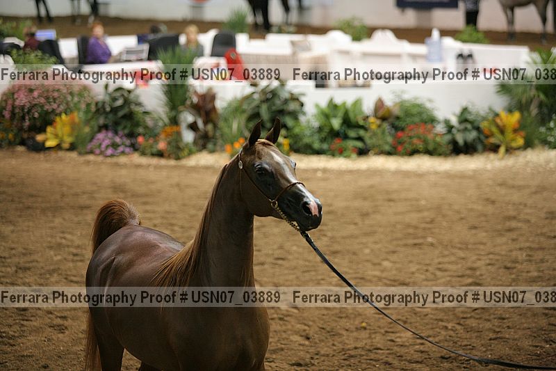 Proof Number usn07_03889
