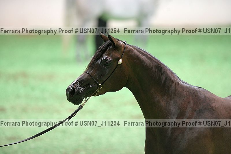 Proof Number usn07_j11254